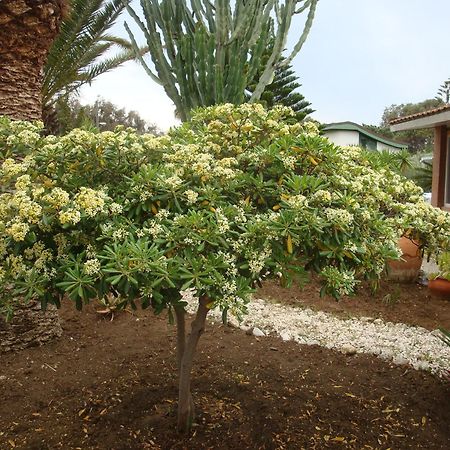 Villa Cetta B&B San Leone Εξωτερικό φωτογραφία